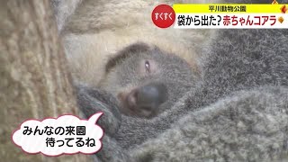 ママのおなかの袋から「こんにちは」！赤ちゃんコアラが見えた！　鹿児島市・平川動物公園 (23/11/24 19:00)