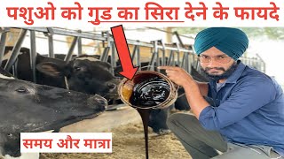 पशुओ को गुड का सिरा खिलाने के फायदे । how to increase cow milk । gay ka dudh kaise badaye ।