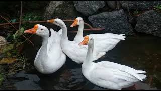 Rajhans duck for sale 8103145060