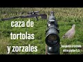 caza de tortolas y zorzales, Caburgua, Araucania chile, benjamin ironhide 5.5/Colaboración MLR CHILE