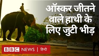 The Elephant Whispers : Oscar जीतने के बाद इन हाथियों के देखने के लिए लगी भीड़ (BBC Hindi)