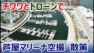 チワワとドローンで芦屋マリーナ空撮と散策　Chihuahua drone aeroview at Ashiya marina