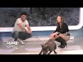 mihai nae @metropolatv dimineti cu georgia despre american bully clasic