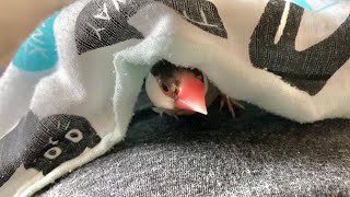 されるがままに布団に入れられてキョトンとする文鳥　java sparrow