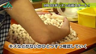 秋の味覚ギンナン 出荷作業に大忙し　ＪＡしみず銀杏部会