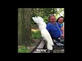 hilarious cockatoo thinks it s a dog and barks at a puppy