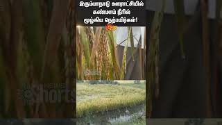 Paddy Crops | TN Farmers | Irrumbaanadu | Pudukottai | Sunnews