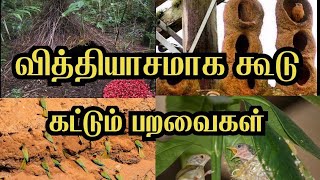 வித்தியாசமாக கூடு கட்டும் பறவைகள் //  Unusual rarest brid nests in tamil