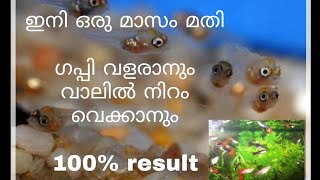 ഗപ്പികൾ ഇനി ഒരു മാസം കൊണ്ട് വലുതാകും  തീറ്റപോലുമില്ലാതെ