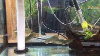 African Arowana (Heterotis Niloticus) For Sale