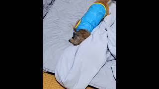 【Nクールな犬】暑い夏がきたっ#shorts #ミニチュアダックス #dachshund