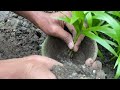 areca palm germination result day1 day 70 . grow areca from seed part 2