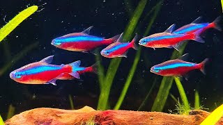 🐟 Relaxing Fish Aquarium: Water Sounds to Relief Stress 💧