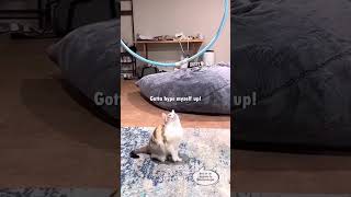 Funny Cat Voice Over Compilation @dustymdouglas