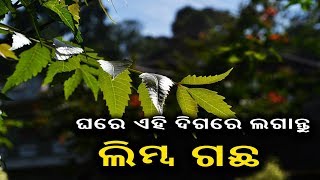 ଘରେ ଏହି ଦିଗରେ ଲଗାନ୍ତୁ ଲିମ୍ବ ଗଛ, ପାଇବେ ଅନେକ ସମସ୍ୟାରୁ ମୁକ୍ତି ||Knews Odisha || Knews Odisha