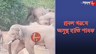 প্রবল গরমে অসুস্থ হাতি শাবক | 10.30pm Aakash Barta | Date - 23/05/2023 | Bengali News | Aakash Aath