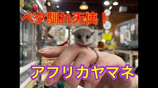 可愛いアフリカヤマネちゃん！(熱帯倶楽部　東川口本店)