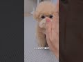 자다 일어나서 개인기 시켰더니ㅎ 🤪 강아지 cutedog poodle