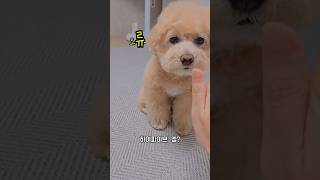 자다 일어나서 개인기 시켰더니ㅎ 🤪 #강아지 #cutedog #poodle