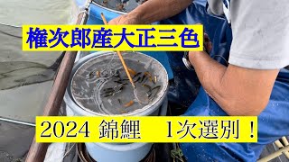 権次郎産大正三色　2024年1次選別‼️