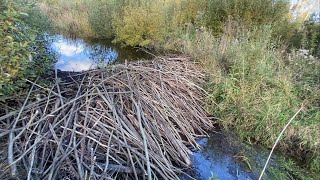MOST EXHAUSTING BEAVER DAM REMOVAL SO FAR!