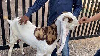 Lambe Kaano Wali Bakriya at KK Goat Farm Baroda