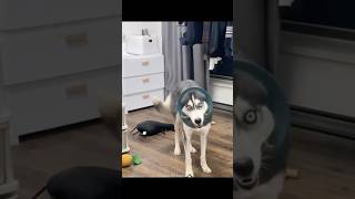 Husky Expectations / Reality🤣 Normal dogs vs Huskies | Huskies are pro at saying NO #husky #shorts