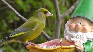 Woodland Wilf Feeds The Birds  - European Greenfinch