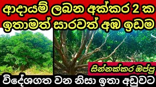 අක්කර 2 ක සාරවත් අඹ ඉඩම විදේශගත වන නිසා විකිණේ | Agriculture land | Aduwata idam | Land for sale