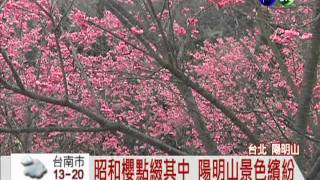 八重櫻打頭陣! 陽明山花季登場