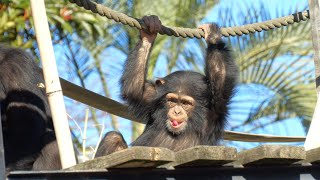 チヨちゃんはいろいろなことを学んでいます（Chiyo-chan is learning many things）　かみね動物園　チンパンジー　202312