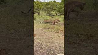 The Stone Drift female protects her cub from a hyena 🐆🤠 #leopard #mother