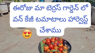 ఈరోజు మా టెర్రస్ గార్డెన్ లో వన్ కేజీ టమాటాలు హార్వెస్ట్ చేశాము🤩.#happy harvest#