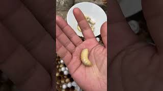 This is a delicious and high-protein ingredient, bee pupa, do you dare to eat it?  #beechrysalis