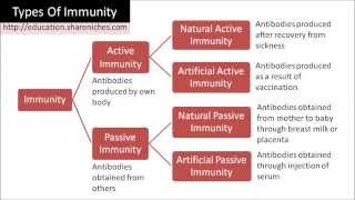 Diagram | Types of Immunity - Active Immunity, Passive Immunity
