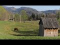 Edge of Wilderness: How a Large Family Thrives in Secluded Mountain Life in Springtime