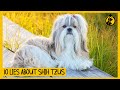 10 Lies About Shih Tzus You Should Stop Believing