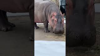 カバ　冬の旭山動物園 / Hippopotamus in Asahiyama Zoo.