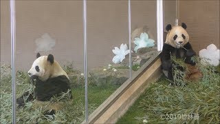 【氷スルーｗ⛄💦】桜浜\u0026桃浜🌸🍑ホワイトデーの朝ごはん💝✨【ふたごパンダ】Giant Panda -Ouhin\u0026Touhin-☆Happy White Day✨