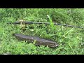 【雷魚釣り】gwは雷魚釣りが熱い 後編 モンスター雷魚の強烈アタック大連発 　snakehead fishing