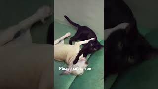 Nag play c little tor at c black kitten #kitten#puppies/thank you for watching everyone❤️♥️♥️