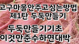 고구마 물안주고심는방법(제1탄)