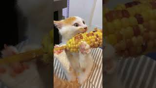 Funny Pet 吃玉米 #cat #funny #pets #cute #kitten