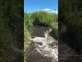 Beaver Dam Removal.  #beaverdam #meditation #asmr