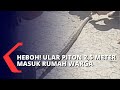 Ular Piton 2,5 Meter Masuk Rumah Hebohkan Warga