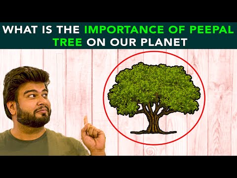 What is the other name of Peepal Tree?