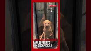 Familia instala ascensor para perrito con discapacidad | 24 Horas TVN Chile