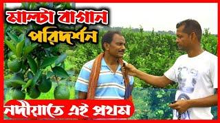 Bari 1 Sweet Malta Farming মাল্টা চাষের পদ্ধতি Nadia West Bengal Malta lemon