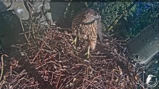 Vistu vanags Northern goshawk 2017-07-07 Margo and two young ones 7:00