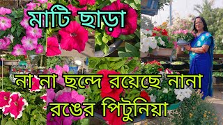 পিটুনিয়ার স্বর্গরাজ্য বিভিন্ন আকৃতির জায়গায় মাটি ছাড়া পিটুনিয়া